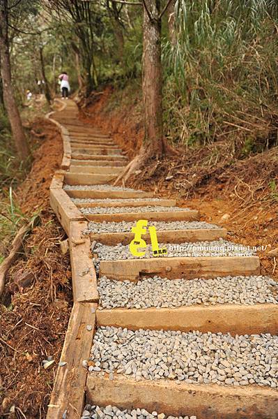 20131110深秋的太平山台灣山毛櫸國家步道散步趣_074.jpg 20131110深秋的太平山台灣山毛櫸國家步道散步趣_074.jpg