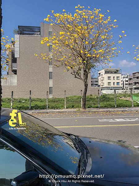 台中廍子公園-最美的黃花風鈴木公園_001