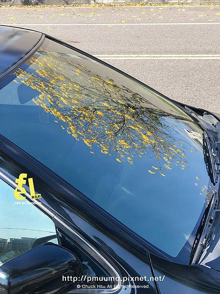 台中廍子公園-最美的黃花風鈴木公園_002