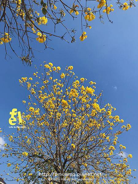 台中廍子公園-最美的黃花風鈴木公園_004