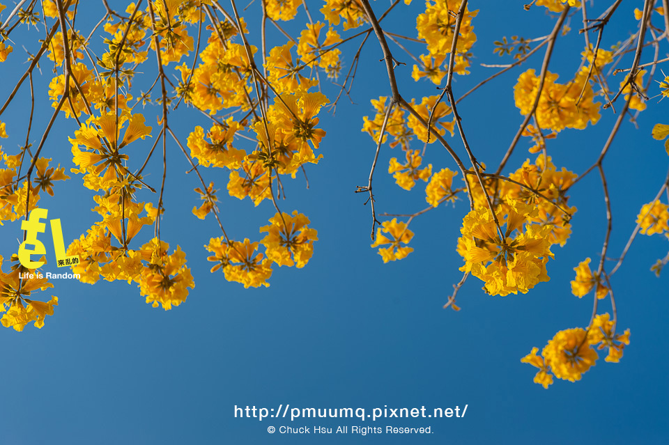 台中廍子公園-最美的黃花風鈴木公園_006