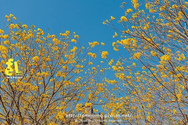 台中廍子公園-最美的黃花風鈴木公園_008