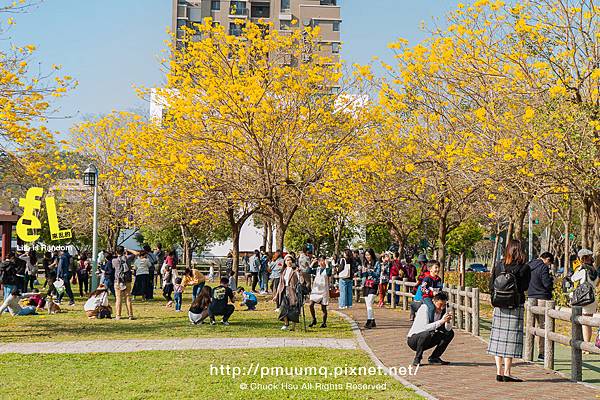 台中廍子公園-最美的黃花風鈴木公園_024