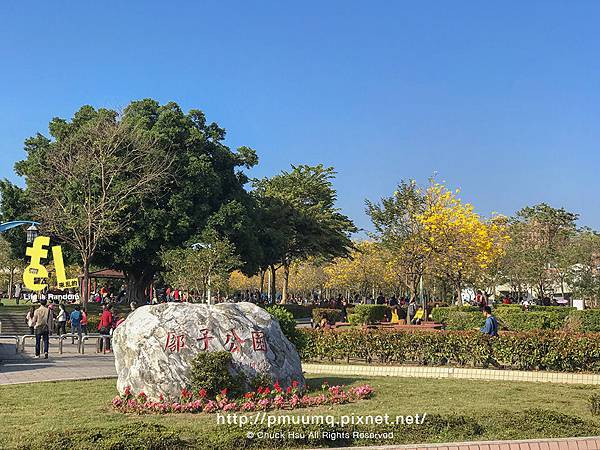 台中廍子公園-最美的黃花風鈴木公園_033