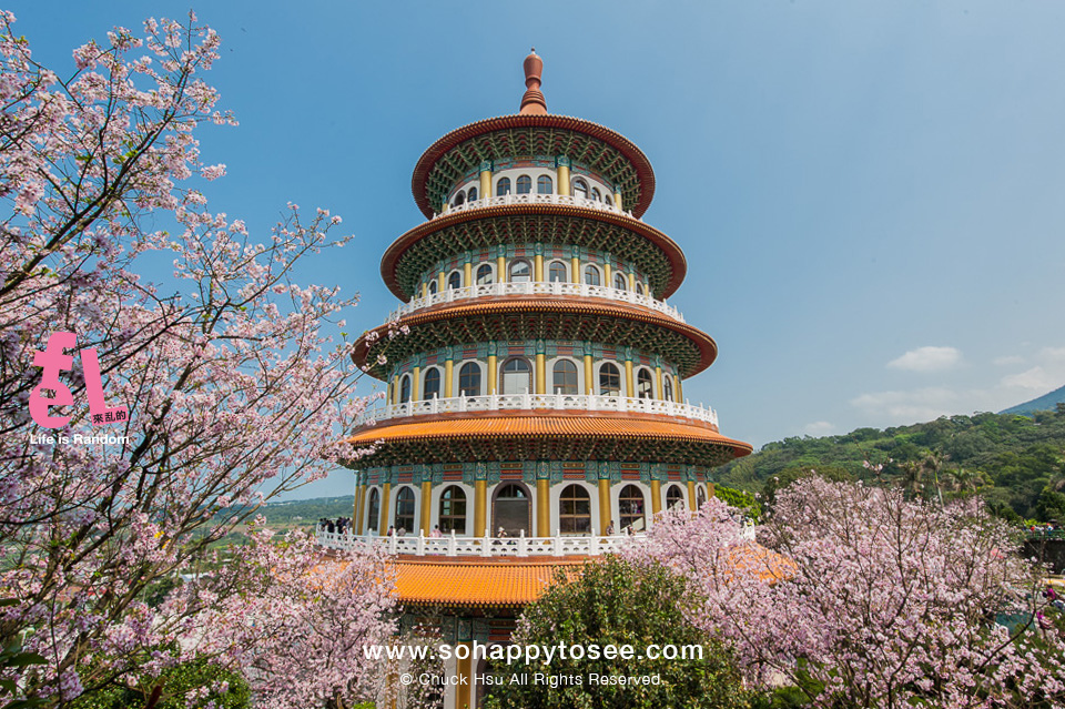 淡水天元宮櫻花滿開春爛漫2018-07