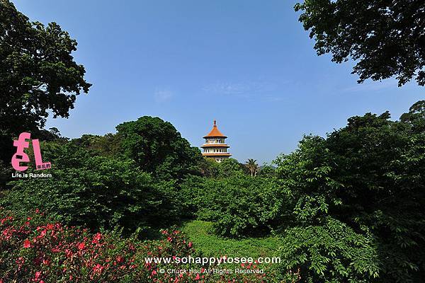 淡水天元宮櫻花滿開春爛漫_34