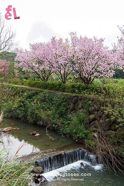 三芝三生櫻花步道彷彿來到靜岡伊豆河津櫻_10