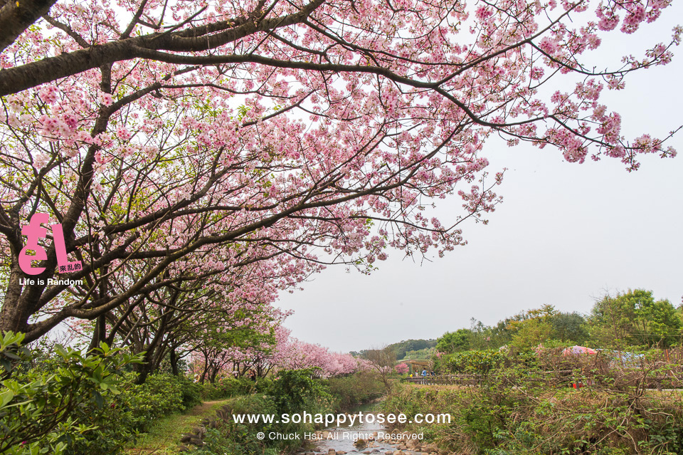 三芝三生櫻花步道彷彿來到靜岡伊豆河津櫻_14 三芝三生櫻花步道彷彿來到靜岡伊豆河津櫻_14