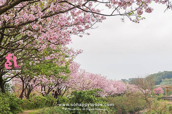 三芝三生櫻花步道彷彿來到靜岡伊豆河津櫻_16