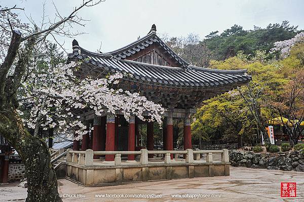 花漾釜慶鎮海賞櫻5日_014