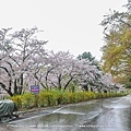 花漾釜慶鎮海賞櫻5日_016