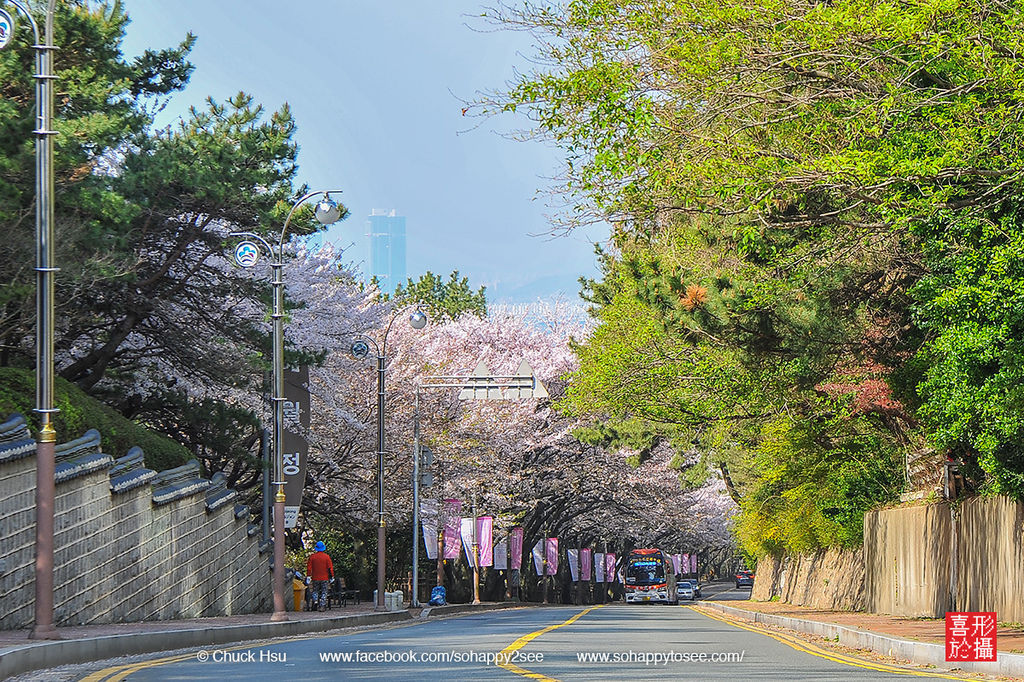 花漾釜慶鎮海賞櫻5日_034.jpg