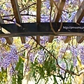 蜿蜒的藤上結滿一串串綻放的紫藤花(春暖紫藤花開).jpg