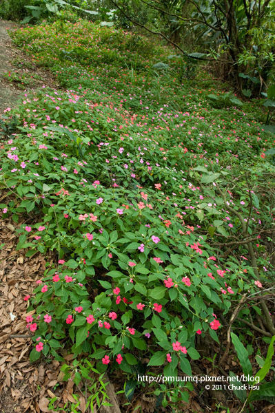 鳳仙花開的燦爛(富陽生態公園).jpg