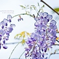 紫藤花是春天的小確幸(春暖紫藤花開).jpg