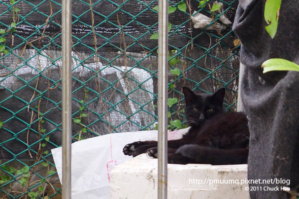 黑貓躺在一旁做日光浴(流浪貓也有春天).jpg