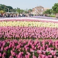 花海VS人海(2010台北花博 Taipei Expo).jpg