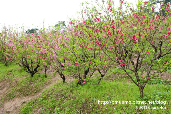 3月白杏花比較少大都是粉紅跟紅色杏花(盛開的木柵杏花林).jpg