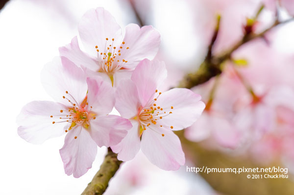 三朵花(2011淡水天元宮探花況).jpg