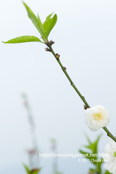 一支花(盛開的木柵杏花林).jpg