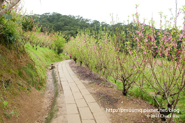 最近長下雨杏花林很泥濘走路要小心滑跤(盛開的木柵杏花林).jpg