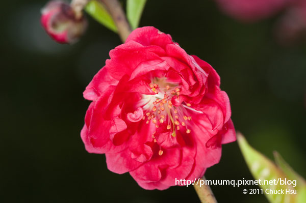 紅大辦(盛開的木柵杏花林).jpg