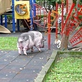 豬與犬的對話.jpg