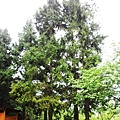 SAM_0246.JPG