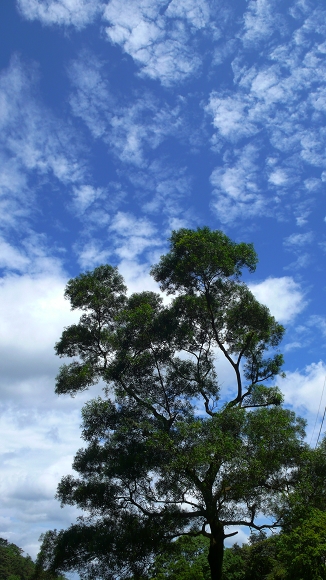 公司健走活動 - 藍天白雲綠樹