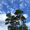 公司健走活動 - 藍天白雲綠樹