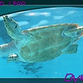 2010/8/6 海龜館一