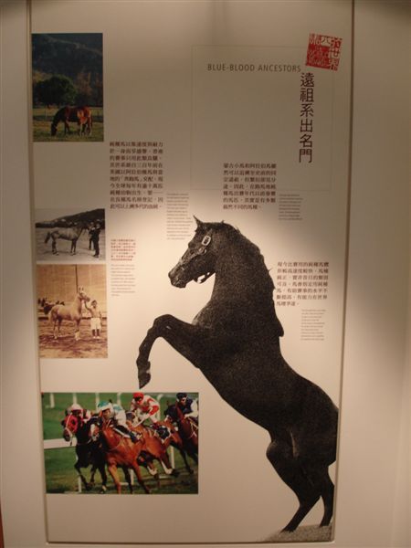 如何挑選好馬.JPG