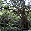 20110904採金古道_006.JPG