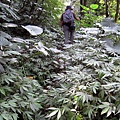 20110904採金古道_010.JPG