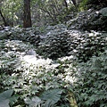 20110904採金古道_029.JPG