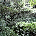 20110904採金古道_053.JPG