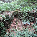 20110904採金古道_055.JPG