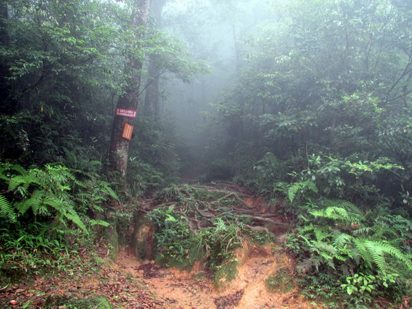 20120512北插天山_038