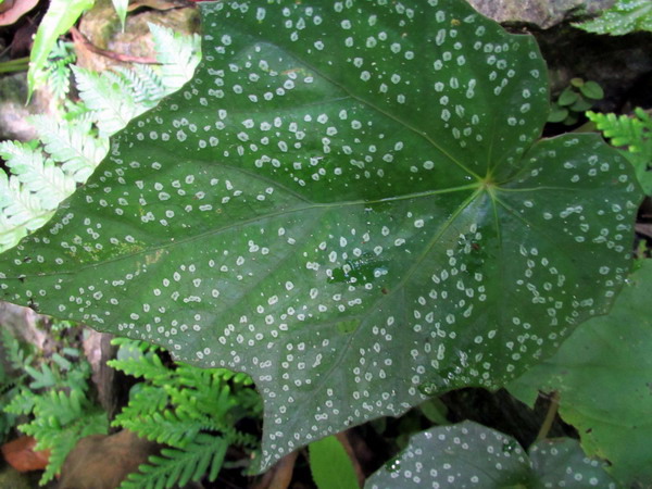 20140601花蓮錐麓_054.JPG