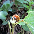 20140601花蓮錐麓_055.JPG