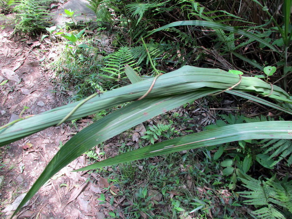 20140601花蓮錐麓_063.JPG