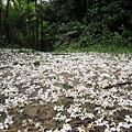 20110607大艽芎步道_017.JPG