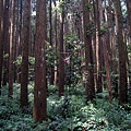 20110416加里山_055.JPG