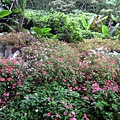 20110607大艽芎步道_025.JPG