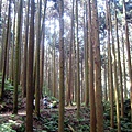 20110416加里山_011.JPG