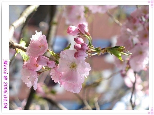 Sakura