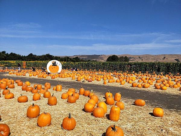 Oct. 15th pumpkin patch @San Jose