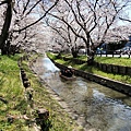 小船划過櫻花樹下的靜謐的河流,此畫面真的好美