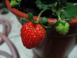 0130的草莓.jpg