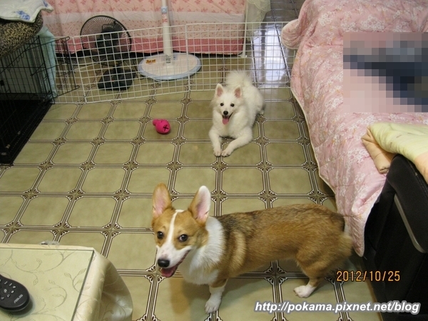 原野優越頂級天然犬貓飼料試吃活動